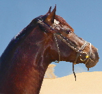 Maruquez2